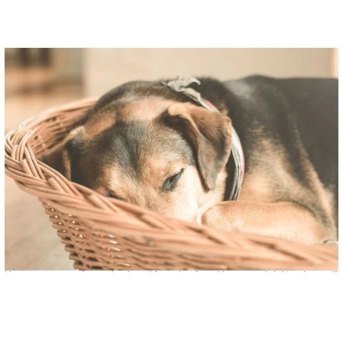 Hundefoder til ældre hunde